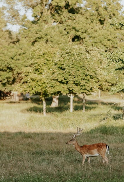 Schließen Sie oben vom schönen jungen Hirsch im Naturpark von Migliarino San Rossore Massaciuccoli, Italien