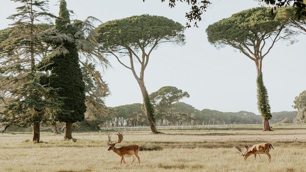 Schließen Sie oben vom schönen jungen Hirsch im Naturpark von Migliarino San Rossore Massaciuccoli, Italien