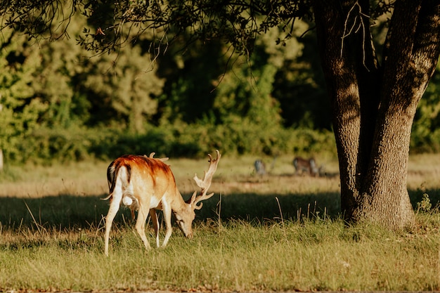 Foto schließen sie oben vom schönen jungen hirsch im naturpark von migliarino san rossore massaciuccoli, italien