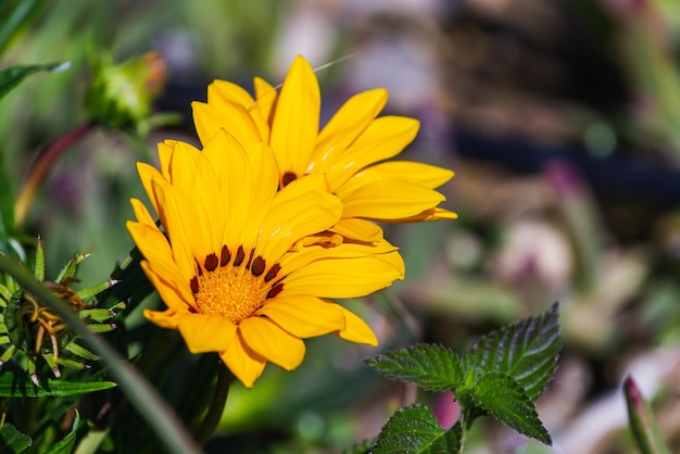 Schließen Sie oben vom selektiven Fokus der gelben Blumenfelder