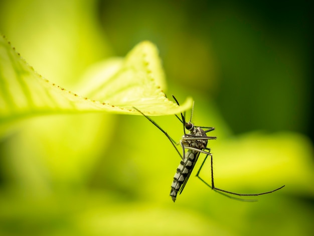 Schließen Sie oben von Aedes Aegypti Mosquito