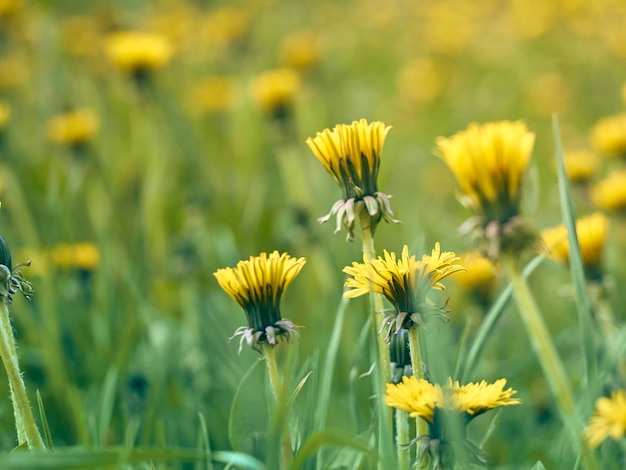 Schließen Sie oben von blühenden gelben Löwenzahnblumen.