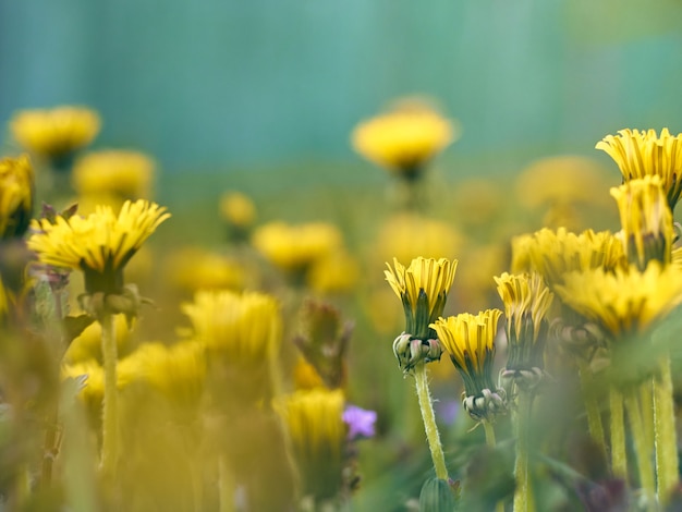 Schließen Sie oben von blühenden gelben Löwenzahnblumen.