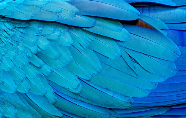 Schließen Sie oben von den blauen Keilschwanzsittichvogelfedern