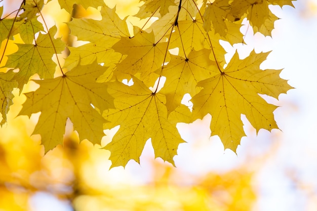 Schließen Sie oben von den hellen gelben und roten Ahornblättern auf Herbstbaumzweigen mit lebendigem unscharfem Hintergrund im Herbstpark.