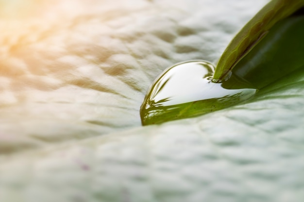 Schließen Sie oben von den Herzform-Wassertropfen auf Blatt mit Sonnenlicht