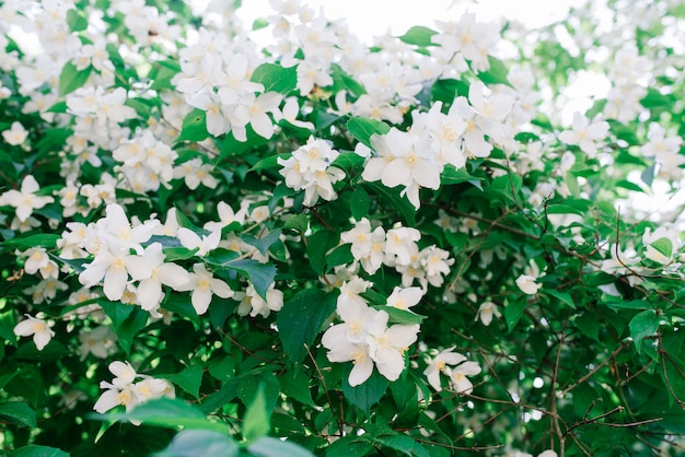 Schließen Sie oben von den Jasminblumen in einem Garten
