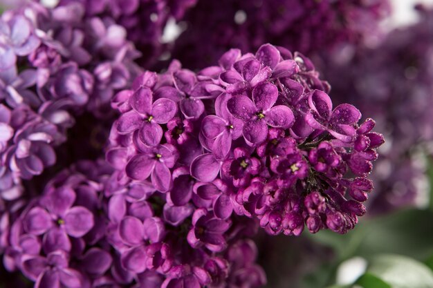 Schließen Sie oben von den lila violetten Frühlingsblumen mit Wassertropfen.