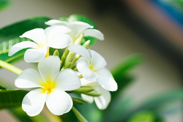 Schließen Sie oben von den Plumeria Frangipaniblumen mit Blättern, die Plumeria Frangipaniblumen, die auf dem Baum blühen