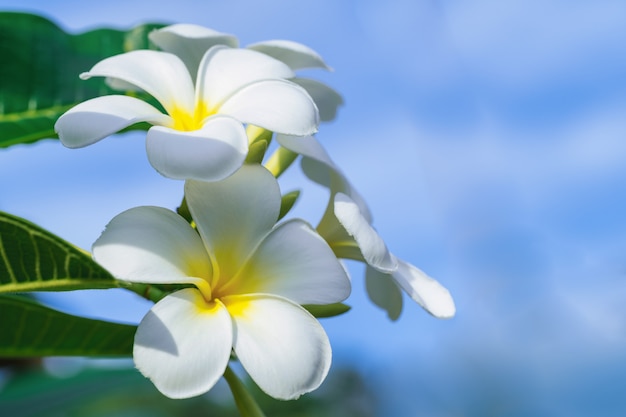 Schließen Sie oben von den Plumeria Frangipaniblumen mit Blättern, die Plumeria Frangipaniblumen, die auf dem Baum blühen