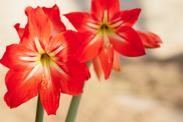 Schließen Sie oben von den roten Lilienblumen im Garten