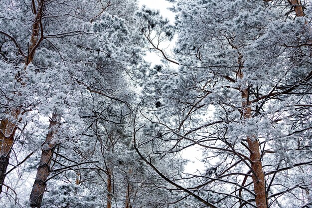 Schließen Sie oben von den schneebedeckten Tannenspitzen unter Schneefall vor dem Hintergrund eines weißen frostigen Waldes