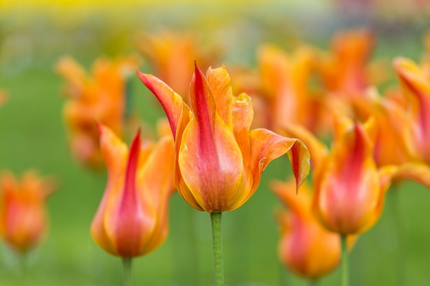 Schließen Sie oben von den schönen gelben Tulpen im Garten im Frühling, selektiver Fokus