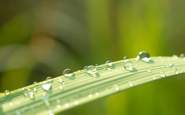 Schließen Sie oben von den Wassertropfen auf grünem Blatt mit Natur im Regenzeithintergrund.