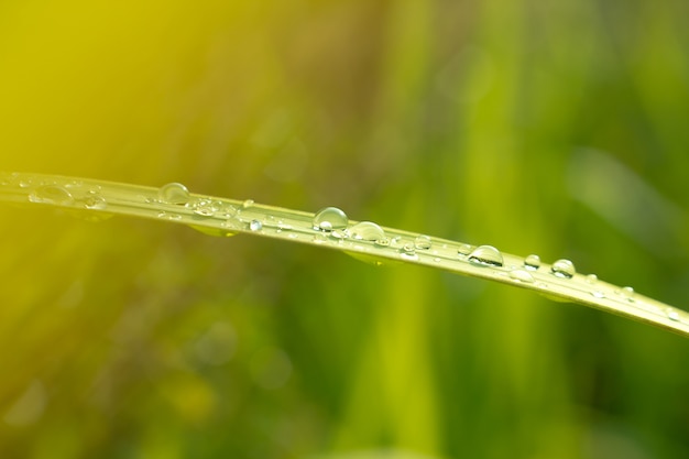 Schließen Sie oben von den Wassertropfen auf grünem Blatt mit Natur im Regenzeithintergrund.