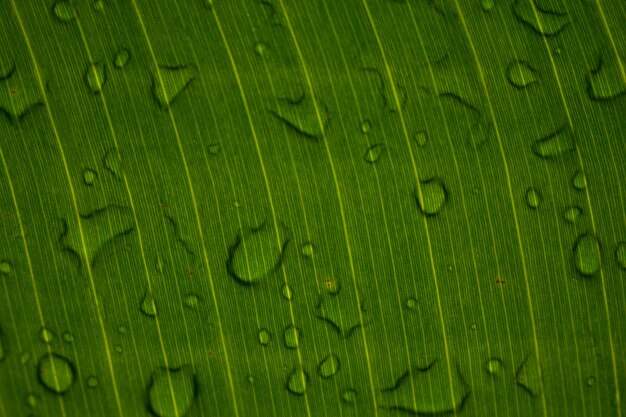 Schließen Sie oben von den Wassertropfen auf grünem Blatt mit Natur im Regenzeithintergrund