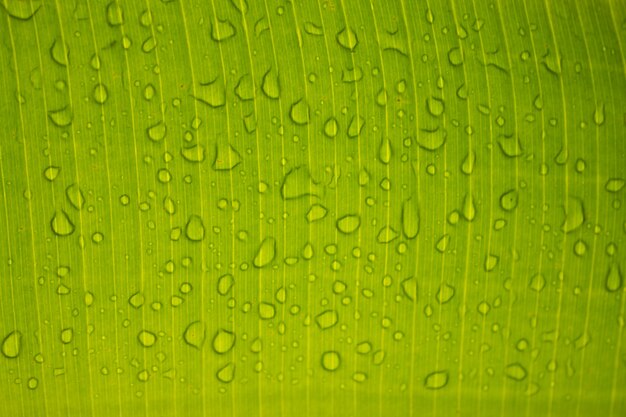 Schließen Sie oben von den Wassertropfen auf grünem Blatt mit Natur im Regenzeithintergrund