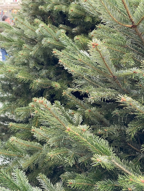 Schließen Sie oben von den Weihnachtsbaumzweigen der Weihnachtskiefer