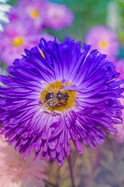 Schließen Sie oben von der blauen Blumenaster Blauer Blumenhintergrund