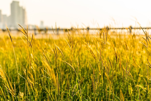 Schließen Sie oben von der Grasblume auf Sonnenuntergang mit Unschärfe des Zaunhintergrundes