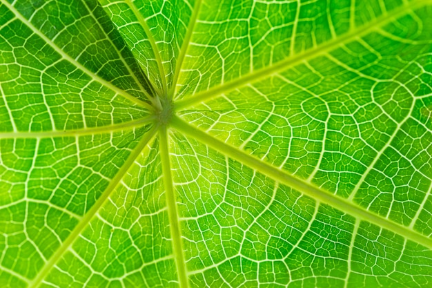 Schließen Sie oben von der grünen Blattbeschaffenheit für Muster und Hintergrund