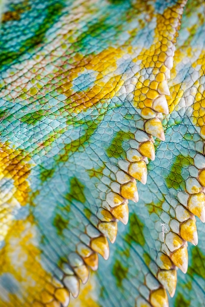 Schließen Sie oben von der Haut des vierhörnigen Chamäleons, Chamaeleo quadricornis