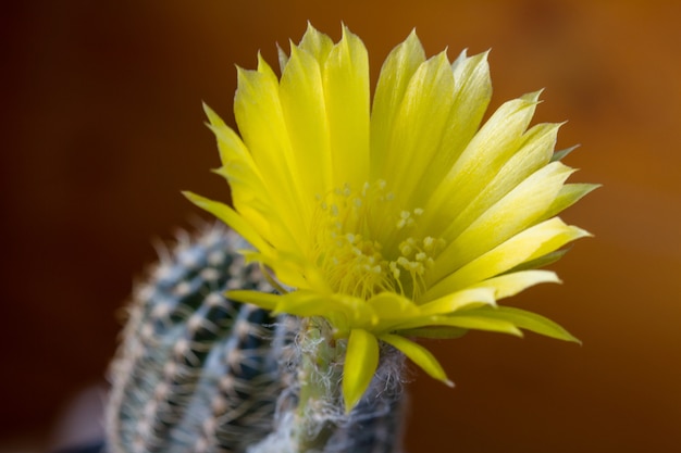 Schließen Sie oben von der Kaktusblume