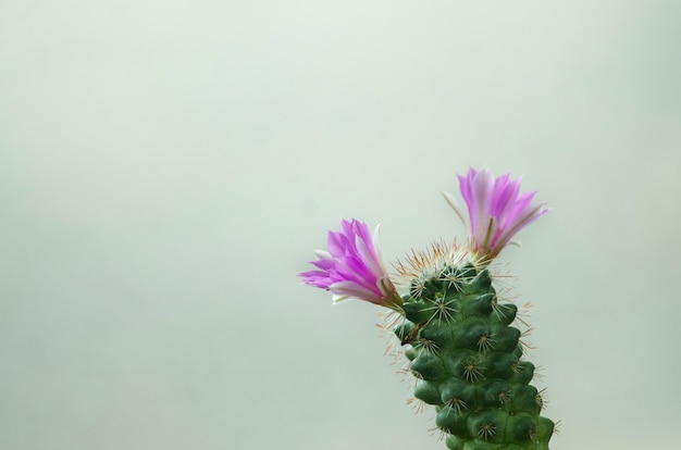 Schließen Sie oben von der Kaktusblume