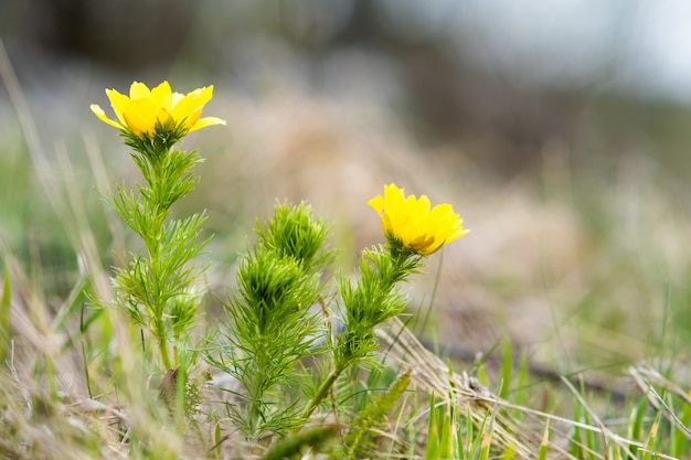 Schließen Sie oben von der kleinen gelben wilden Blume, die im grünen Frühlingsfeld blüht.
