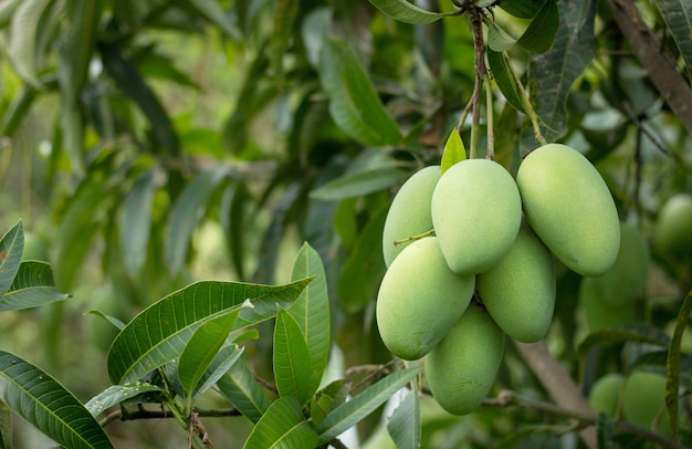 Schließen sie oben von der mangofrucht auf dem mangobaum