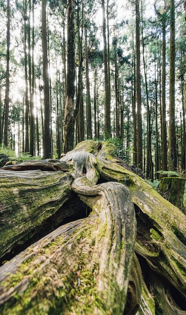 Schließen Sie oben von der riesigen Wurzel von langlebigen Kiefern mit Moos im Wald in Alishan National Forest Recreation Area