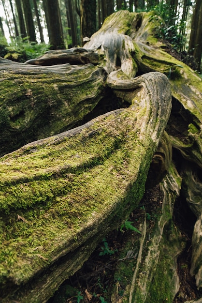 Schließen Sie oben von der riesigen Wurzel von langlebigen Kiefern mit Moos im Wald in Alishan National Forest Recreation Area.