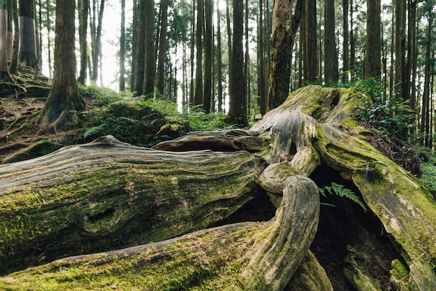 Schließen Sie oben von der riesigen Wurzel von langlebigen Kiefern mit Moos im Wald in Alishan.