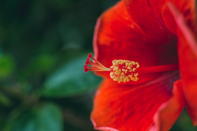 Schließen Sie oben von der roten Hibiscusblume