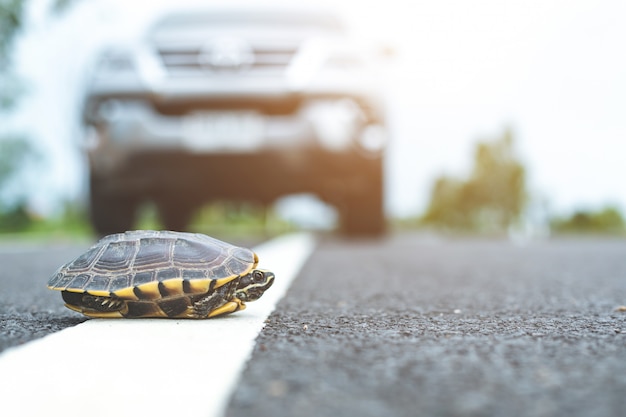 Schließen Sie oben von der Schildkröte, die die Straße kreuzt