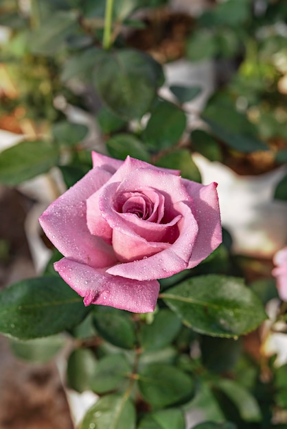 Schließen Sie oben von der schönen frischen rosafarbenen Rosenblume im grünen Garten