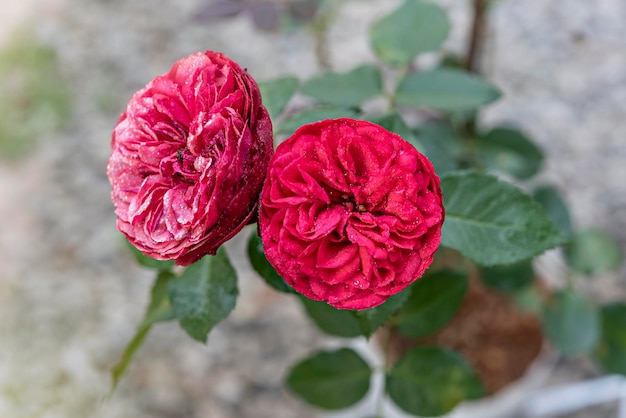 Schließen Sie oben von der schönen frischen roten Rosenblume im grünen Garten