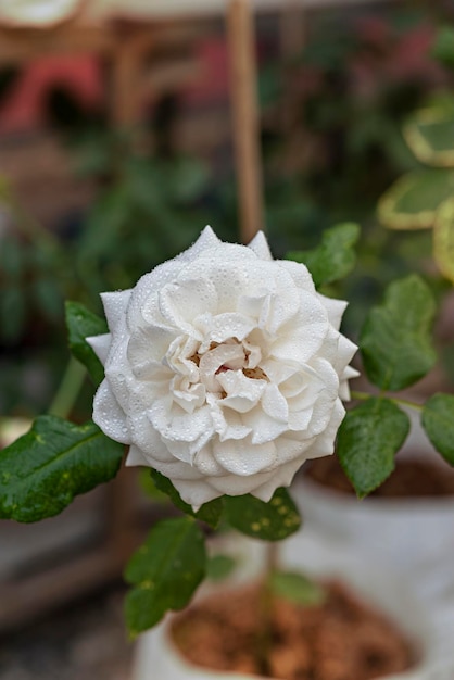 Schließen Sie oben von der schönen frischen weißen rosafarbenen Blume im grünen Garten
