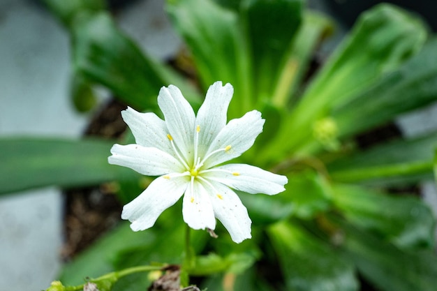 Schließen Sie oben von der weißen Blume mit grünem Blatthintergrund, selektiver Fokus.