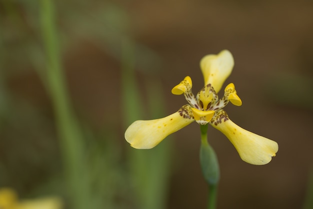 Schließen Sie oben von der wilden gelben Blume