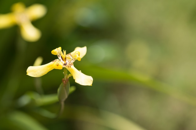 Schließen Sie oben von der wilden gelben Blume