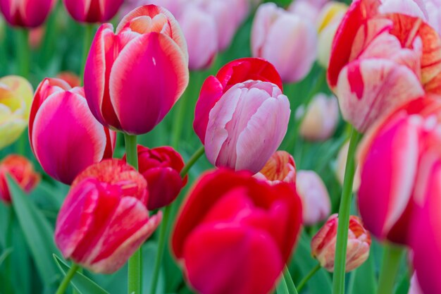 Schließen Sie oben von einem Blumenbeet von blühenden rosa Tulpen