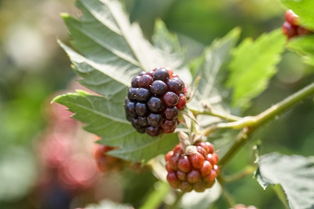 Schließen Sie oben von einem Brombeerstrauch, der köstliche wilde Brombeeren wächst