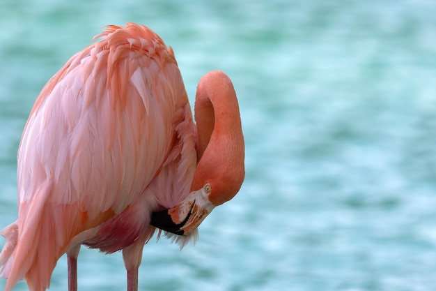 Schließen Sie oben von einem Flamingo, der auf Kopienraum des blauen Wassers lokalisiert wird