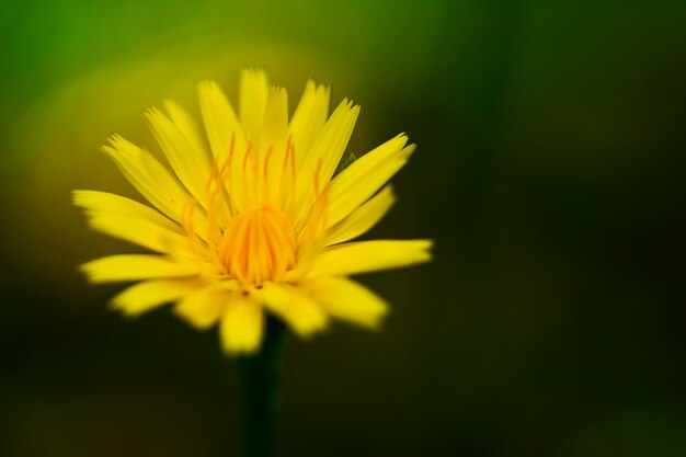 Schließen Sie oben von einer schönen gelben Blume