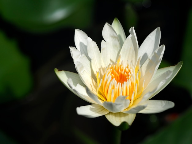 Schließen Sie oben von einer Seerose in einem Teich am Morgen im Freien.