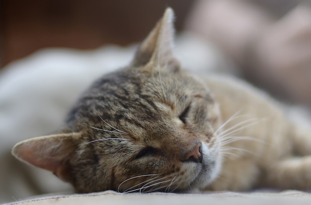 Schließen Sie oben von einer traurigen und faulen Katze der getigerten Katze, die draußen auf der Couch am Abend Nickerchen macht