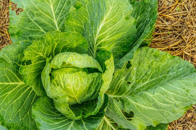 Schließen Sie oben von Grünkohlkopf im Garten