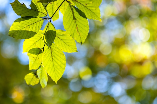 Schließen Sie oben von hellen leuchtenden gelben Blättern auf einem Baumzweig im Herbstpark