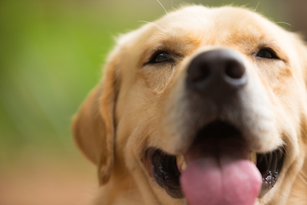 Schließen Sie oben von Labrador-Apportierhund ein nettes